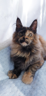 Photo №3. Maine Coon Girl. Russian Federation