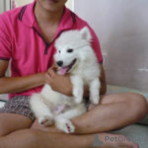 Photo №1. english springer spaniel - for sale in the city of Амстердам | negotiated | Announcement № 133006