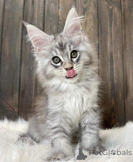 Photo №2 to announcement № 161779 for the sale of maine coon - buy in United States breeder