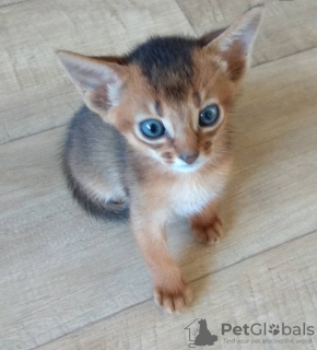 Additional photos: Abyssinian kittens