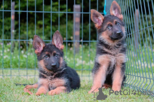 Photo №2 to announcement № 59047 for the sale of german shepherd - buy in Serbia breeder