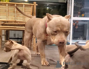 Photo №3. American Bully puppies for sale. Germany