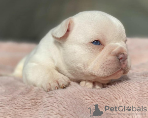 Additional photos: French Bulldog Puppies