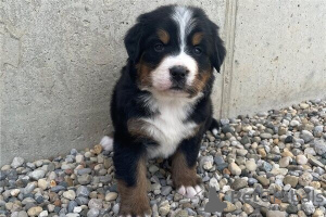 Photo №1. bernese mountain dog - for sale in the city of Cologne | negotiated | Announcement № 109172