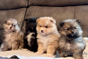 Photo №2 to announcement № 102947 for the sale of pomeranian - buy in United States private announcement, breeder