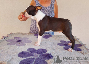 Additional photos: Boston terrier puppies