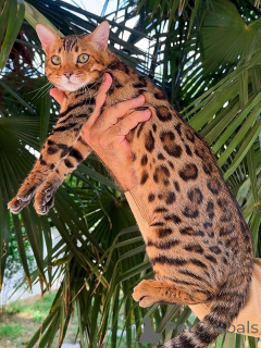 Photo №4. I will sell bengal cat in the city of Bertrand. private announcement - price - negotiated