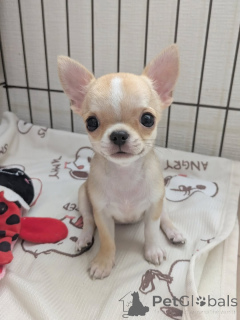 Photo №1. chihuahua - for sale in the city of Helsinki | 516$ | Announcement № 163639