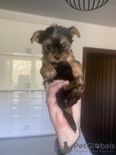 Photo №1. yorkshire terrier - for sale in the city of Krivoy Rog | 5500$ | Announcement № 10274