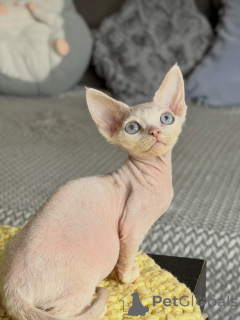 Photo №2 to announcement № 178106 for the sale of sphynx cat - buy in Czech Republic breeder