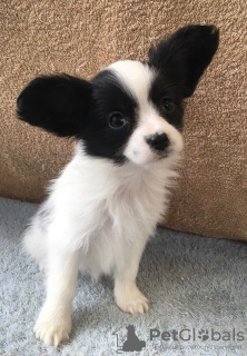 Photo №4. I will sell papillon dog in the city of Goes. private announcement - price - 317$