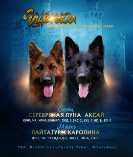 Photo №1. german shepherd - for sale in the city of Kursk | 400$ | Announcement № 2855