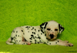 Photo №1. dalmatian dog - for sale in the city of Penza | 325$ | Announcement № 1324