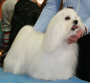 Photo №2. Service of the groomer in Armenia. Price - 15$. Announcement № 616