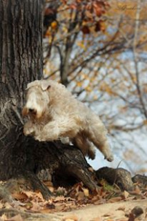 Photo №4. I will sell soft-coated wheaten terrier in the city of Khabarovsk. breeder - price - negotiated