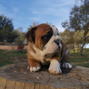 Photo №1. english bulldog - for sale in the city of Berlin | 475$ | Announcement № 99657