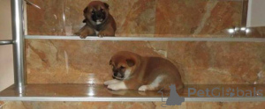 Photo №3. Top class Shiba Inu puppies. Serbia