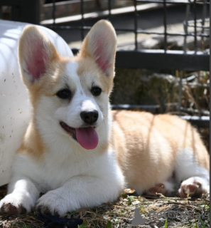 Photo №3. Welsh Corgi/Welsh Corgi Pembroke. Serbia