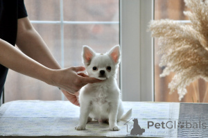 Photo №3. Chihuahua Male Long Soat. Russian Federation