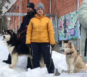 Photo №4. I will sell siberian husky in the city of Иваново. private announcement - price - negotiated
