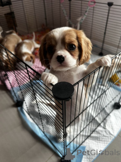 Photo №2 to announcement № 160299 for the sale of american cocker spaniel - buy in Finland private announcement