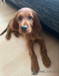 Photo №1. irish setter - for sale in the city of Aizlingen | 413$ | Announcement № 156807