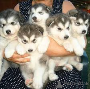 Photo №1. siberian husky - for sale in the city of Quebec City | 700$ | Announcement № 162781