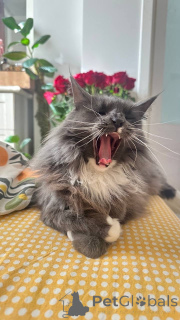 Photo №4. I will sell  in the city of Москва.  - price - Is free