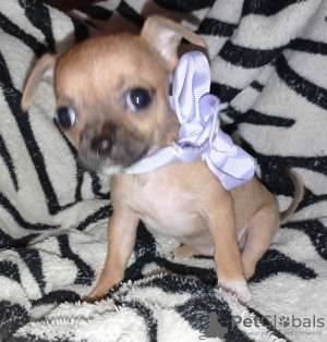 Photo №1. chihuahua - for sale in the city of Белгород-Днестровский | negotiated | Announcement № 9547