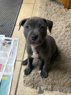 Photo №4. I will sell staffordshire bull terrier in the city of Munich. breeder - price - negotiated