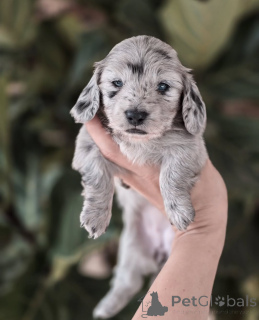 Photo №1. dachshund - for sale in the city of Dejret | negotiated | Announcement № 155451