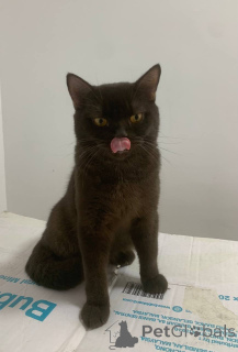 Photo №1. british shorthair - for sale in the city of City of London | 413$ | Announcement № 168163