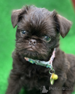 Photo №4. I will sell brussels griffon in the city of Сивац. from nursery, breeder - price - 1412$