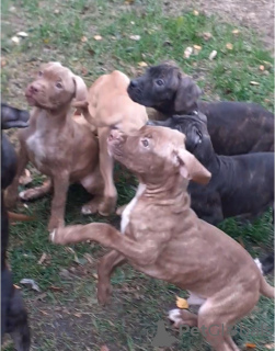 Photo №4. I will sell american pit bull terrier in the city of Куровское. private announcement - price - negotiated