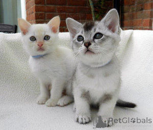 Photo №1. birman - for sale in the city of Adelboden | 361$ | Announcement № 169311