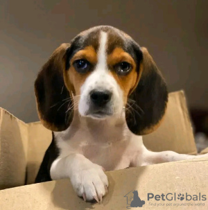 Photo №1. beagle - for sale in the city of Антверпен | 475$ | Announcement № 120684