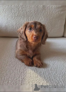 Photo №1. dachshund - for sale in the city of Geneva | negotiated | Announcement № 141766