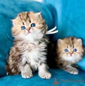 Photo №1. persian cat - for sale in the city of Utica | 250$ | Announcement № 114881