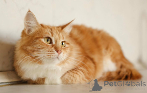Photo №3. Zlata the cat is looking for a home!. Russian Federation