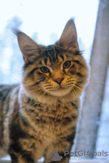 Photo №1. maine coon - for sale in the city of Jūrmala | 1144$ | Announcement № 30291