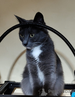 Photo №2 to announcement № 157489 for the sale of  - buy in Belarus private announcement