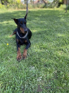 Additional photos: Doberman puppies