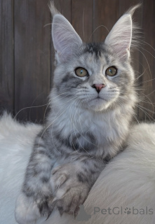 Photo №1. maine coon - for sale in the city of Baden Baden | 1022$ | Announcement № 163668