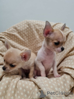 Photo №1. chihuahua - for sale in the city of Oakland | 350$ | Announcement № 84065