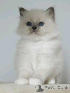 Photo №3. Sacred Burmese kitten. Luxembourg