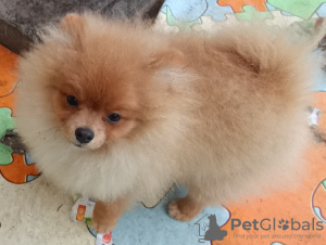 Photo №3. German Spitz-Pomeranian puppies. Serbia