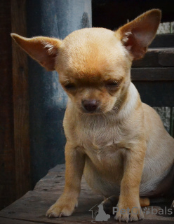 Photo №1. chihuahua - for sale in the city of Krivoy Rog | 467$ | Announcement № 7788