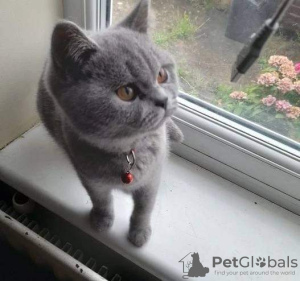 Photo №1. british shorthair - for sale in the city of Florida | 500$ | Announcement № 72051