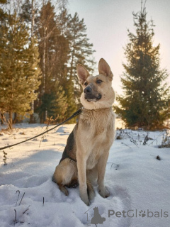 Photo №2 to announcement № 139028 for the sale of non-pedigree dogs - buy in Russian Federation 