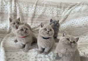Photo №3. Cute British Short hair Kittens. Greece